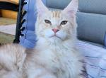 Fester - Maine Coon Cat For Sale - Staten Island, NY, US