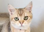 Clyde - Scottish Straight Cat For Sale - New York, NY, US