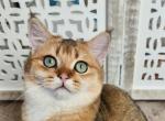 Athos - Scottish Straight Cat For Sale - New York, NY, US