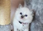 Fern - Ragdoll Cat For Sale - Attica, MI, US