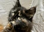 CFA Registered Tortie Female Ready to Go - Maine Coon Cat For Sale - Marshalltown, IA, US