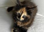 CFA Registered Orange Face Tortie Female - Maine Coon Cat For Sale - Marshalltown, IA, US