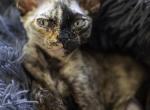 Tesla - Devon Rex Cat For Sale - Montreal, Quebec, CA