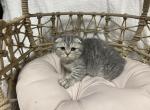 Scottish Fold kittens - Scottish Fold Cat For Sale - New Prague, MN, US