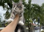 Chloe - Maine Coon Cat For Sale - Hollywood, FL, US