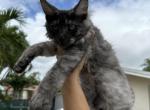 Theo - Maine Coon Cat For Sale - Hollywood, FL, US