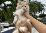 Garfield - Maine Coon Cat For Sale - Hollywood, FL, US