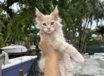 Nico - Maine Coon Cat For Sale - Hollywood, FL, US