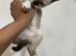 Seal Point Snowshoe Siamese Female - Siamese Cat For Sale - Inglis, FL, US
