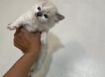 Blue Point Snowshoe Siamese - Siamese Cat For Sale - Inglis, FL, US