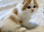 Cyrious Henry Happy - Scottish Fold Cat For Sale - Santa Cruz, CA, US