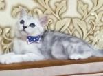 Peter - British Shorthair Cat For Sale - Fairfax, VA, US