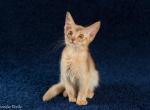 Cookie - Somali Cat For Sale - Brooklyn, NY, US