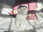 Reeses lilac golden point Scottish fold girl - Scottish Fold Cat For Sale - Athens, GA, US