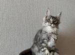 Boston - Maine Coon Cat For Sale - NY, US