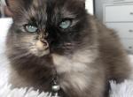 Snickers - Ragdoll Cat For Sale/Service - Wellington, CO, US