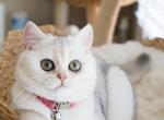 DOVE - British Shorthair Cat For Sale - Fontana, CA, US