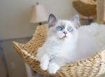 ELSA - Ragdoll Cat For Sale - Los Angeles, CA, US