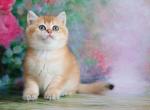 Marcus - British Shorthair Cat For Sale - Brooklyn, NY, US