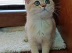 Melisa - British Shorthair Kitten For Sale - Fairfax, VA, US