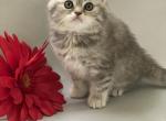 Angel - Scottish Straight Cat For Sale - North Richland Hills, TX, US