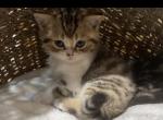 Saffron - Scottish Straight Cat For Sale - North Richland Hills, TX, US