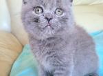 Baby Blue - British Shorthair Cat For Sale - New York, NY, US