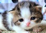 Domino - Scottish Fold Cat For Sale - New York, NY, US