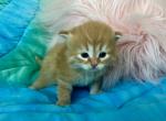 Barkley - Siberian Cat For Sale - Temecula, CA, US