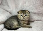 Mia - Scottish Fold Cat For Sale - Renton, WA, US