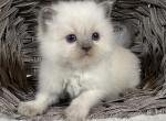 Jasper - Ragdoll Cat For Sale - Ocala, FL, US