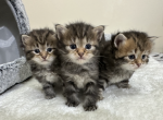 Oraya Siber Kitty - Siberian Kitten For Sale - McMurray, PA, US