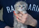 Luna - Scottish Fold Cat For Sale - Hollywood, FL, US