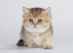 Pataya - Munchkin Cat For Sale - Hollywood, FL, US