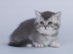 Tod Terek - Munchkin Cat For Sale - Hollywood, FL, US