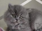 Peppy - British Shorthair Cat For Sale - Miami, FL, US