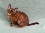 Barby - Bengal Cat For Sale - Miami, FL, US