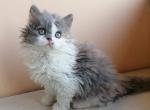 Madoka Selkirk Rex - Devon Rex Cat For Sale - Miami, FL, US