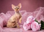 Kler - Devon Rex Cat For Sale - Miami, FL, US