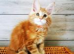 Itan - Maine Coon Cat For Sale - Norwalk, CT, US