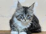 Amur - Maine Coon Cat For Sale - Norwalk, CT, US