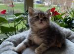 Lola - Scottish Straight Cat For Sale - Brooklyn, NY, US