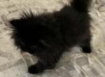 CHEWIE CHARLES - Persian Kitten For Sale - Ephrata, PA, US