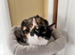 Calico Kitten for Sale - Siberian Cat For Sale - 