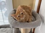 Orange Kitty for Sale - Siberian Cat For Sale - West Springfield, MA, US