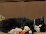 Fernando - Siberian Cat For Sale - Clintwood, VA, US