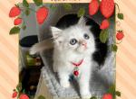 Daisys Litter Lilac Ragdolls - Ragdoll Kitten For Sale - Puyallup, WA, US
