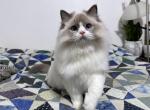 Jinx - Ragdoll Cat For Sale - Tuscaloosa, AL, US