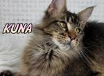 KUNA - Maine Coon Cat For Sale - Pensacola, FL, US