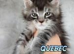 QUEBEC - Maine Coon Cat For Sale - Pensacola, FL, US